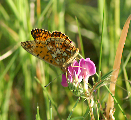 Brunlig Perlemorsommerfugl