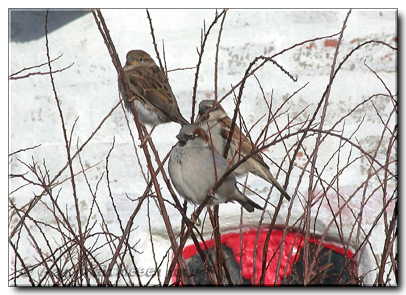 Gråspurve her på Klintevej i Høm - februar 2005