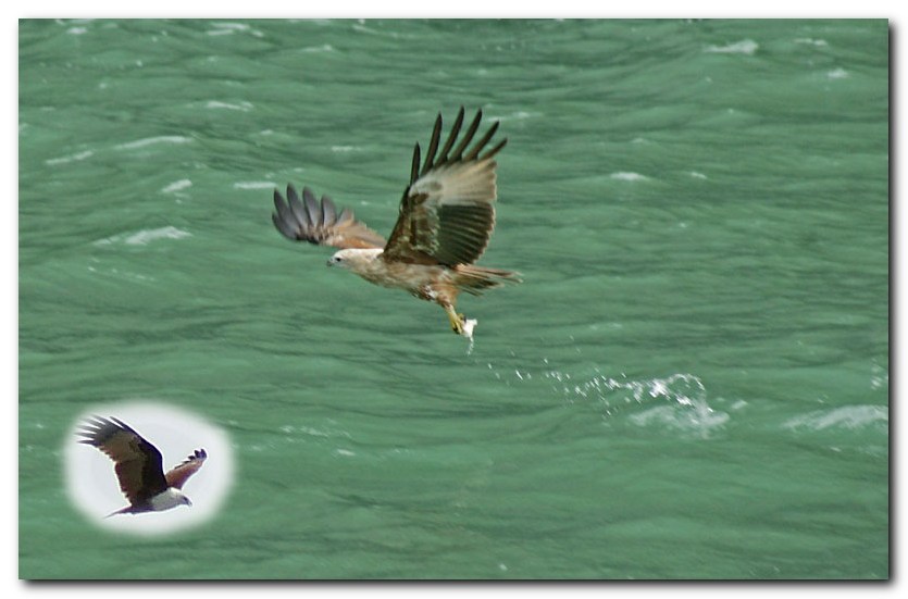 Brahminy Kite