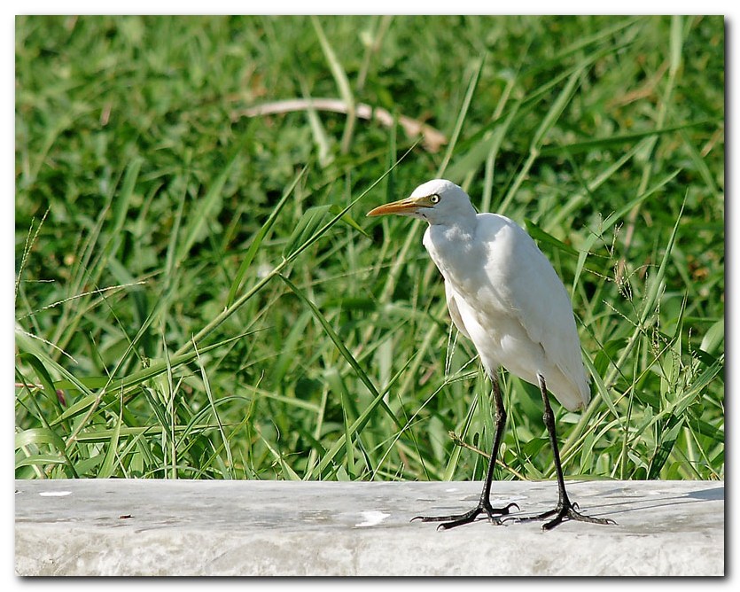 Cattle Egret