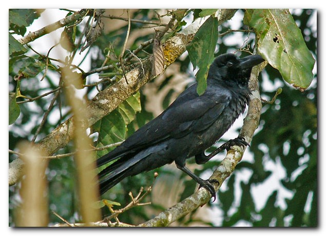 Large-billed Crow