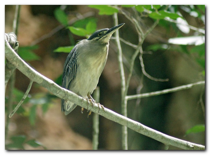 Little Heron