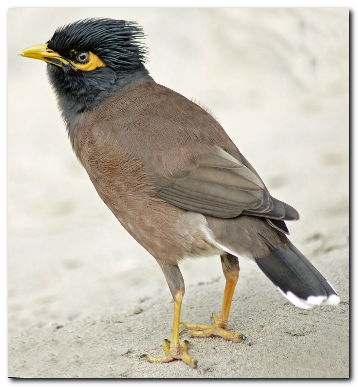 Maina ( Common Myna)