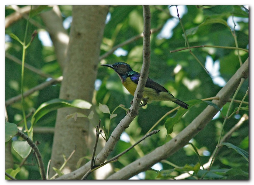 Olive-packed Sunbird (han)