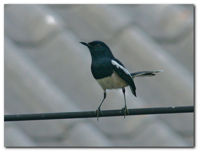 Oriental Magpie-robin