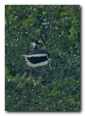 Oriental Pied Hornbill