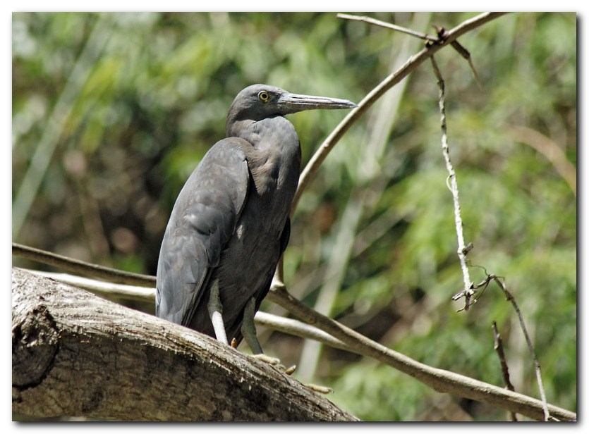 Pacific Reef-Heron (østlig revhejre)