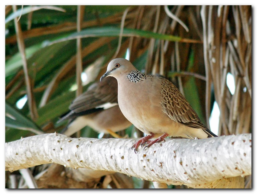 Spotted Dove