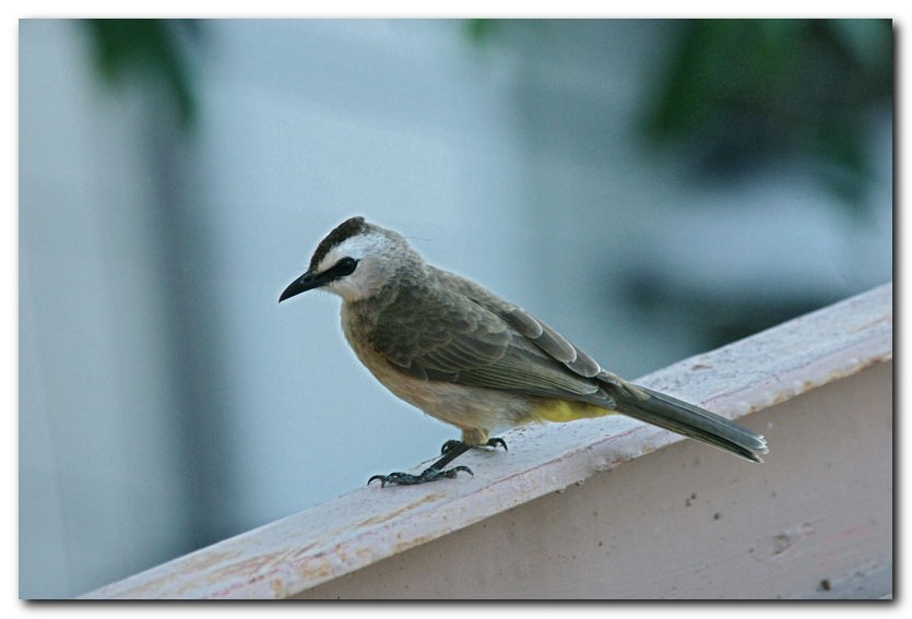 Yellow-vented Bulbul