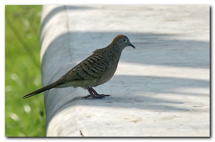 Zebra Dove