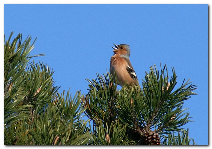 Bogfinke - for fuld hals...